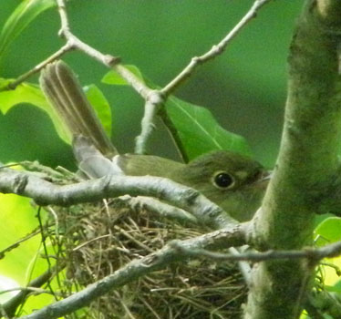 Acadian Flycatcher on nest